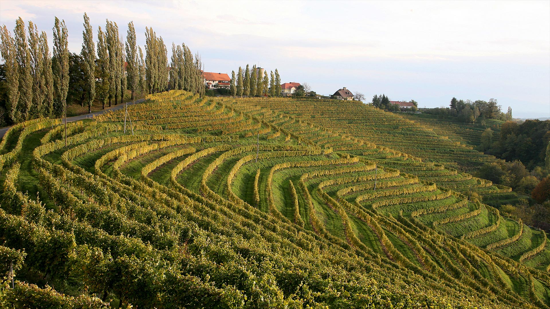 Slovinsko Typická slovinská vína