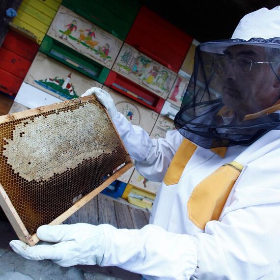 Po stopách včelařství